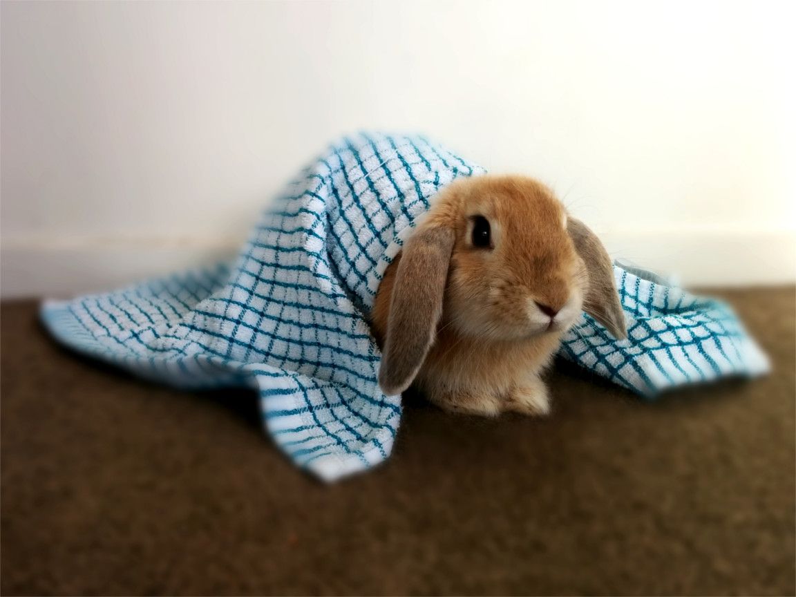 Ninja Bunnington